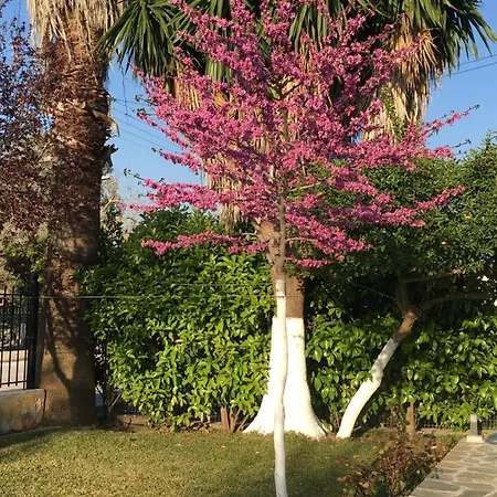 Kardiakafti Village Апартаменты *