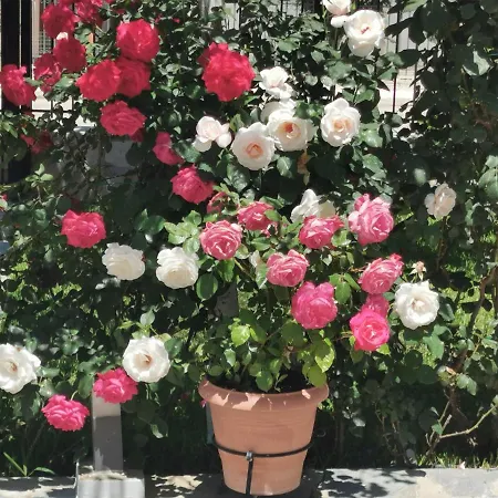 Kardiakafti Village Апартаменты Gastouni