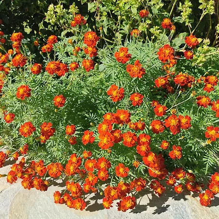 Апартаменты Kardiakafti Village