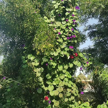 Kardiakafti Village Апартаменты *