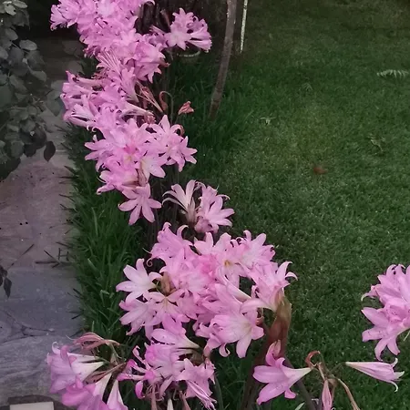 Kardiakafti Village Gastouni