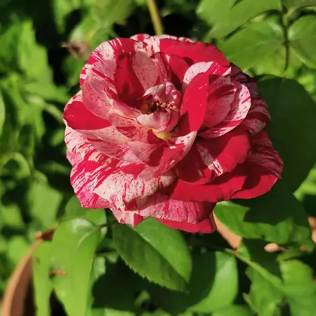 Kardiakafti Village アパート