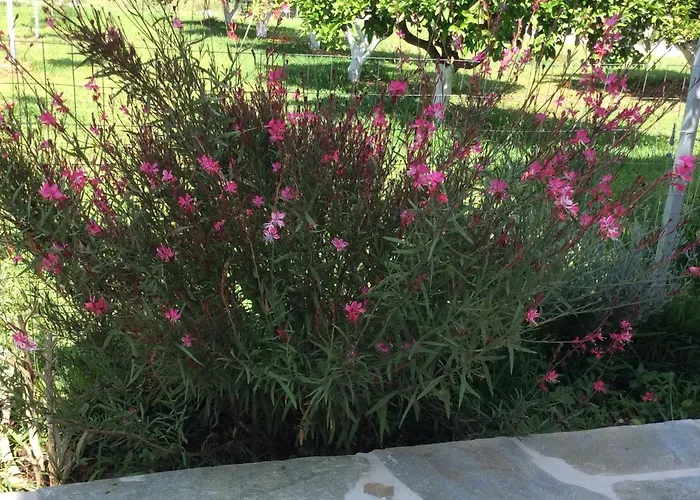 Lägenhet Kardiakafti Village Gastuni