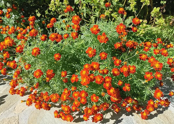 Lägenhet Kardiakafti Village