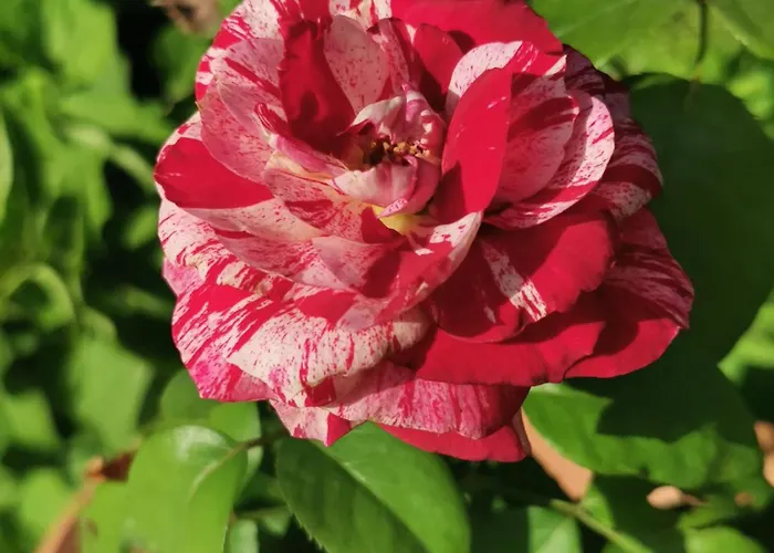 Kardiakafti Village Lägenhet